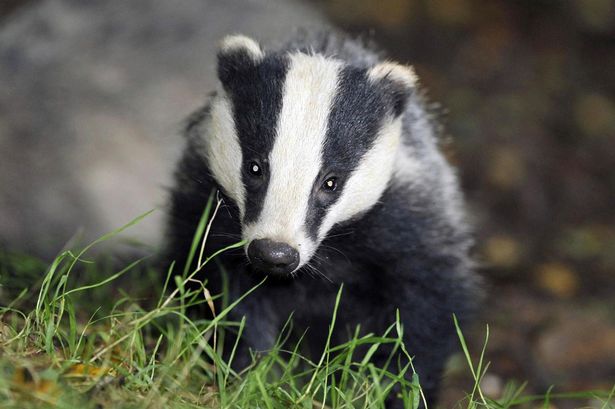 DailyMirror's tweet photo. Sick gang who filmed themselves beating badgers to death with shovels jailed https://t.co/2mWVAJvBQF https://t.co/rT301BGt6O
