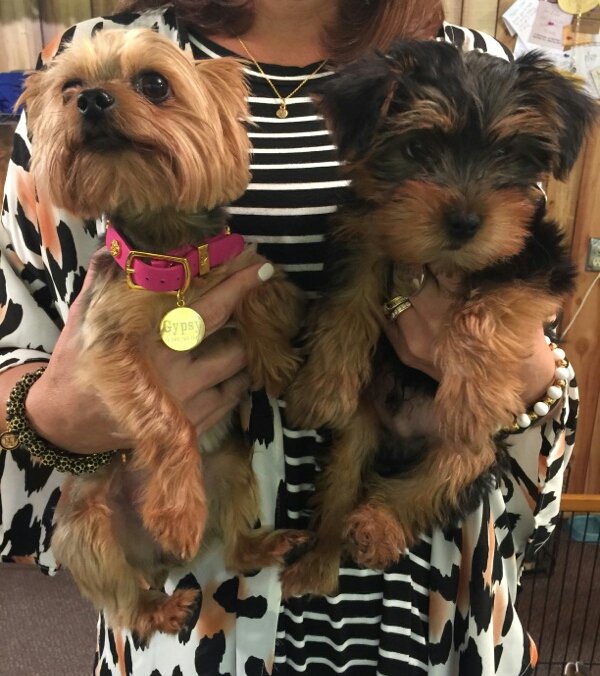 Jjazz76Nikki's tweet photo. Gypsy is obviously more photogenic than bear😂 #rusticcuff #rusticruff #spoiledyorkies https://t.co/6thET1RNkP