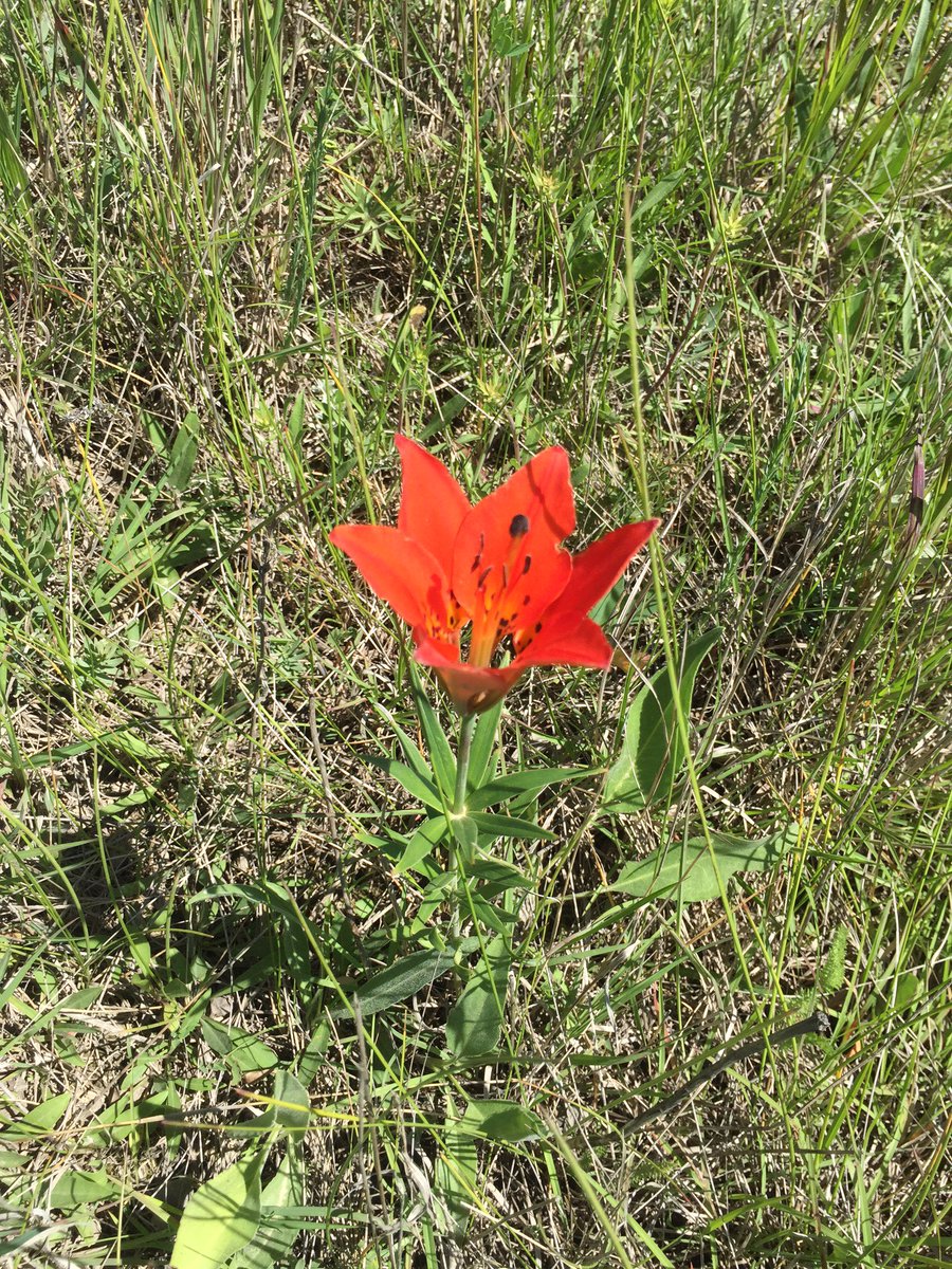 saskforage's tweet image. A great day for #plantID, #wetland classification and networking at #ForagesInTheField!