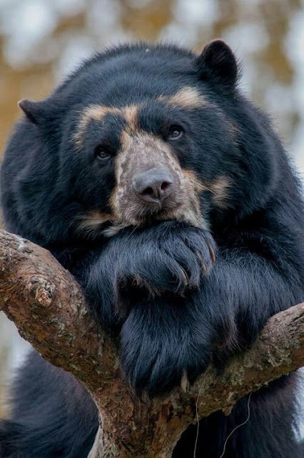 NeVolimJesen's tweet photo. Postoje ljudi koji vas ubace u ,,rem,,fazu,,Namerno ili slucajno,,Kako god,,!
Ma jure za vama,,kao sumanuti!
,,Zlo,, https://t.co/kjdsIE4QrH