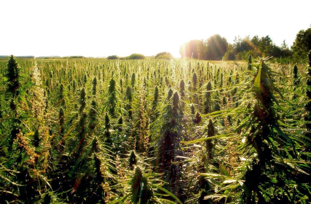 THEMMEXCHANGE's tweet photo. #Minnesota is back in the hemp business
https://t.co/Xyjg8XCorg #MME #Hemp #biofuel #MN #industrial https://t.co/eEhPyWC2HM