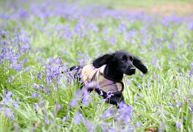 .<a href="/TheHettie/">The Hettie Company</a> for a beautiful range of dog coats &amp; harnesses, paw-fect for the pampered pooch #woofwoofwednesday