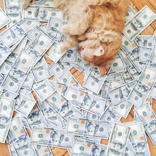 purrivilege's tweet image. living large