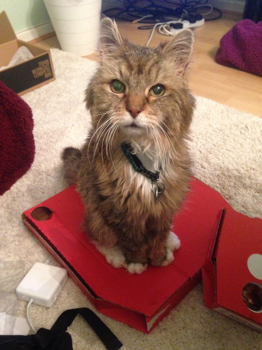 Thanks <a href="/Dominos_UK/">Domino's Pizza UK</a> for providing Scamp with a new bed.