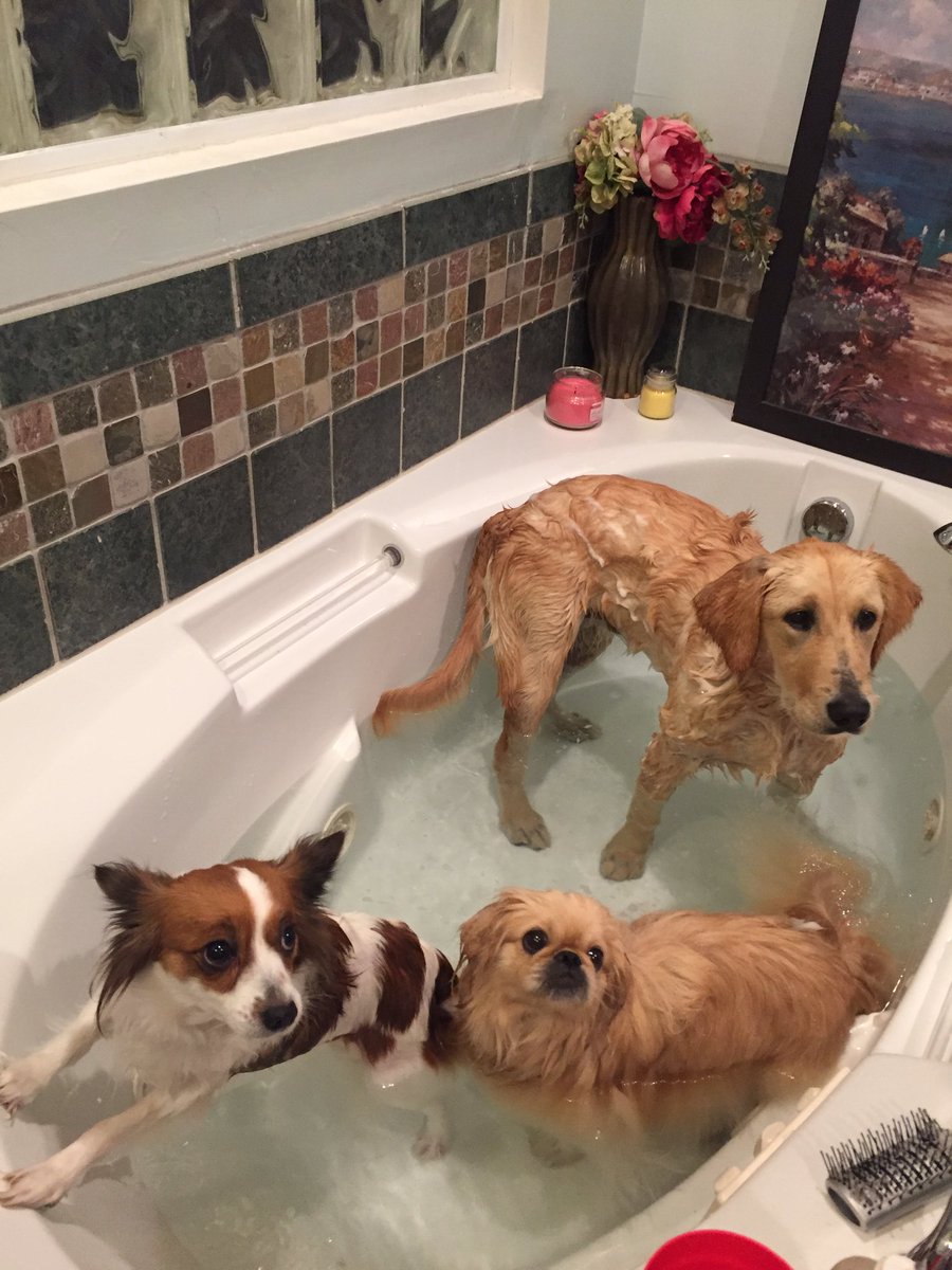 MystyReyna's tweet image. All in 🐶🐕🐩