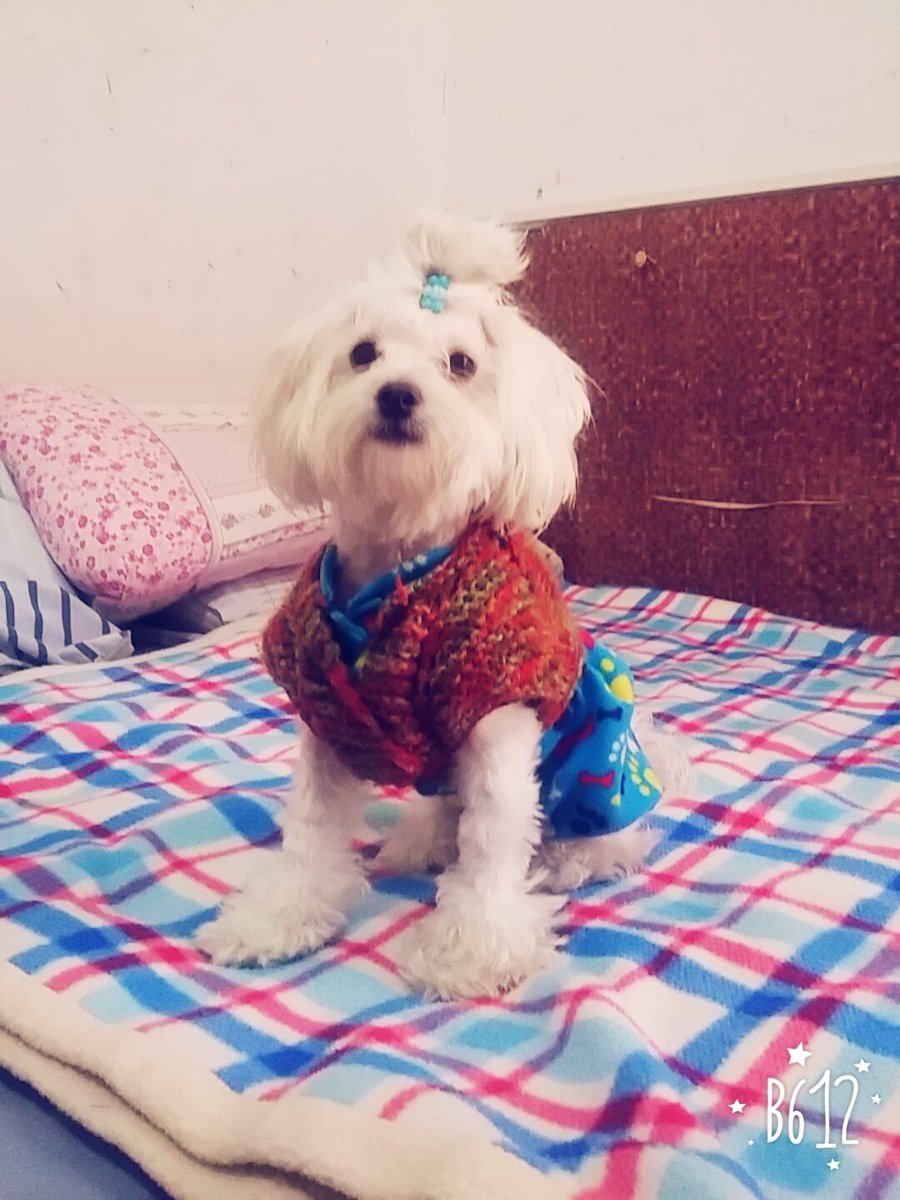 WendyOk_01's tweet photo. @virchugallardo Tengo Una Novia Para #lulito Se Llama #Perla Es Mi Hija 🐶💖 https://t.co/AZLwCOoD1M