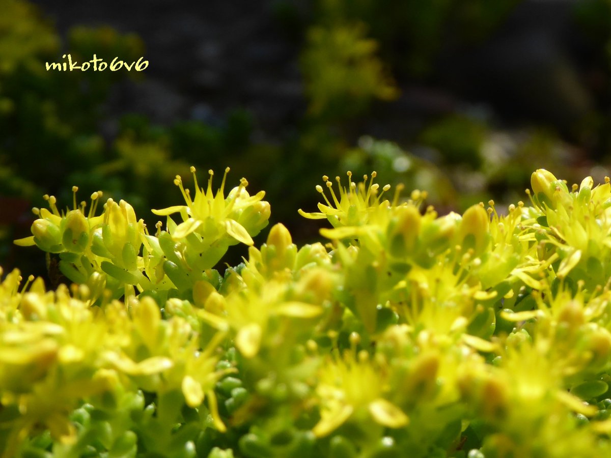 Mikoto 王様の冠みたい 花言葉 星の輝き マンネングサ 万年草 セダム 初夏 タイトゴメ 大唐米 多肉植物 黄色 イマハナ 花 無加工 Flower Sedum Stonecrop Yellow