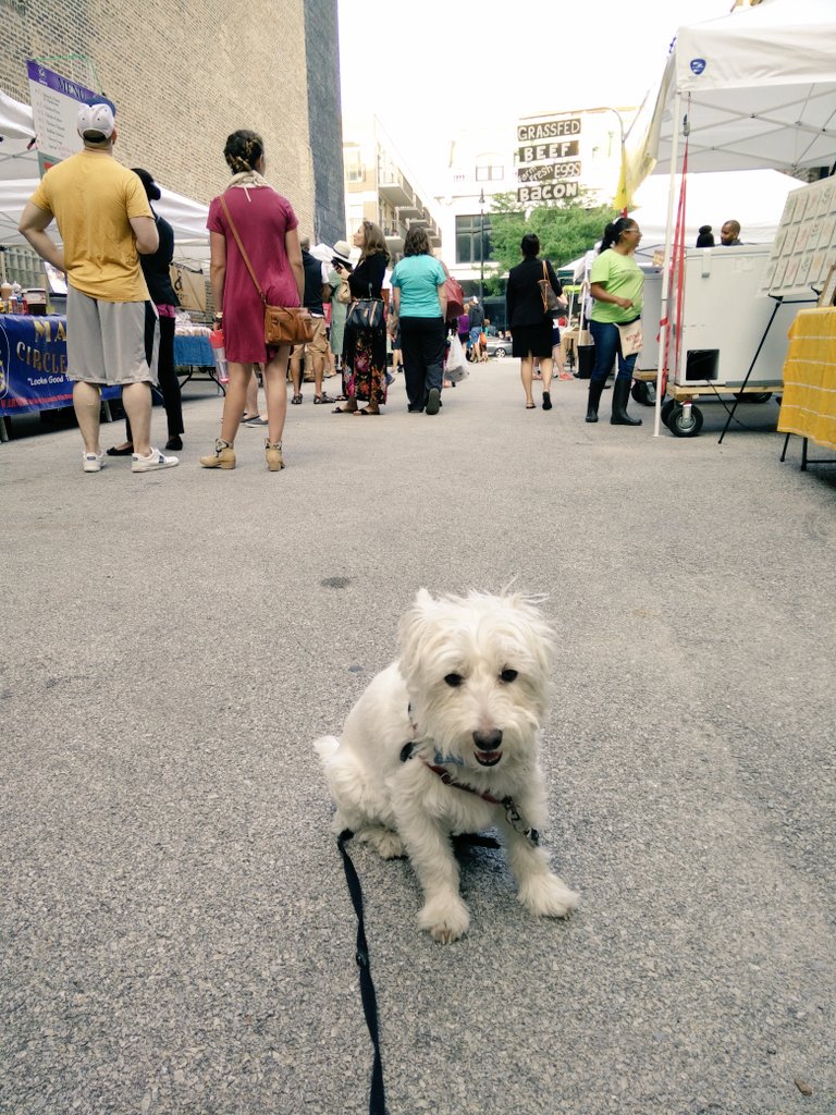 EFu_78's tweet photo. #ChicagoWestie checking out @SLOOPFARMMARKET. #sloopin https://t.co/fKaPL1rdMG