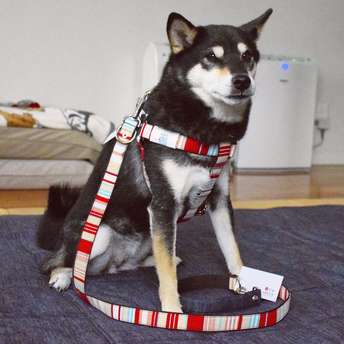 すず首輪製作工房