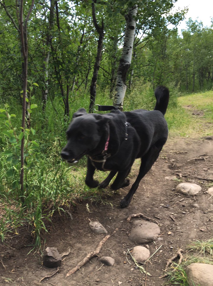 DogGoneRunning1's tweet photo. This is Mona, running so fast her feet don’t even touch the ground! #doggonerunning #dogsoftwitter #yycdogs https://t.co/3STASrxO1F
