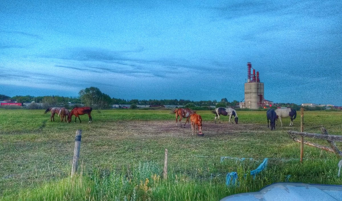 BoeseKevin's tweet photo. #horselife #treattime #kamsack #elevater @westernproducer @Sask411 #farmlife https://t.co/ChvdLPmehi