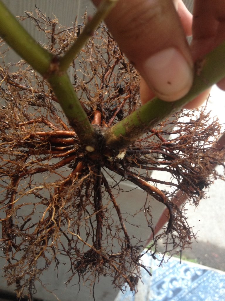 CrsBonsai's tweet image. #Arce de #Acodo un año en #Colador. Ahora en CD para mejorar #Nebari 🇨🇱🇨🇱 @EscuelaDeBonsai