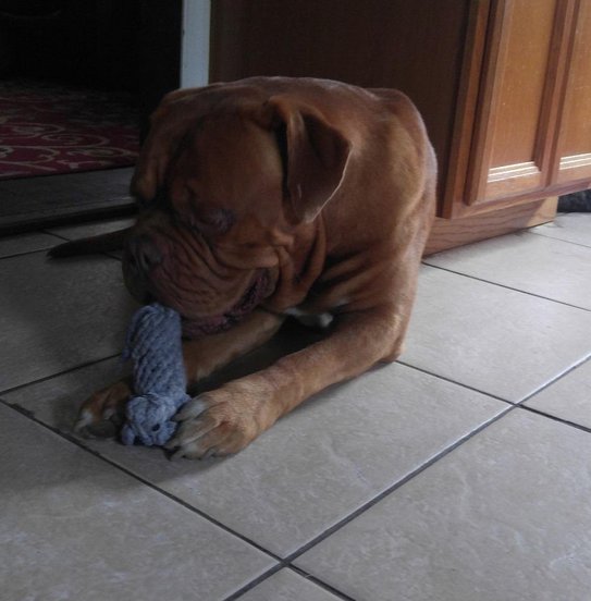 valdlerus's tweet photo. https://t.co/8lGHk3wxbY
Dog Toy. https://t.co/uU1XfCju6I