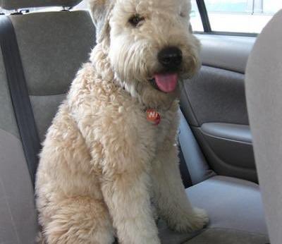 WheatenT's tweet photo. Baxter is ready to go on a summer road trip! https://t.co/Ev3winDgzl