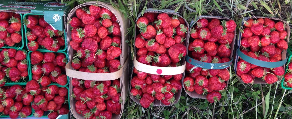 Awesome picking today at our Coulson Ridge Farm!
Open tomorrow (Friday) 8-5, Sat and Sun 8-12