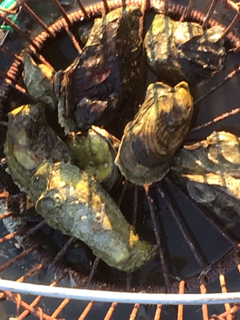 AnisTable's tweet photo. Fresh blueprint oysters from #Leetesisland #guilford delicious for Thursday night dinner! #foraging  #ctshellfish https://t.co/v3IzKo3hhJ