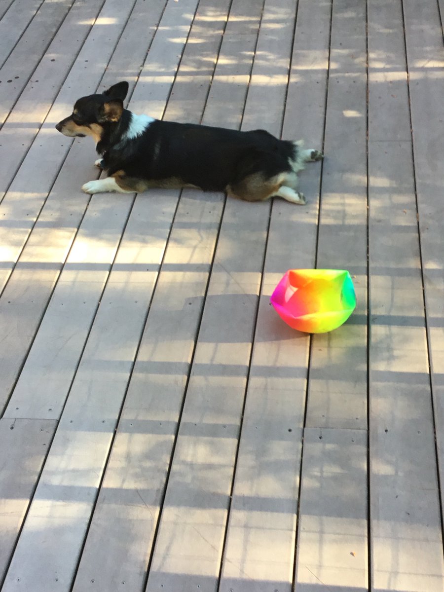 Molly, aka the Thing of Evil, rests contentedly beside the corpse of her latest toy.