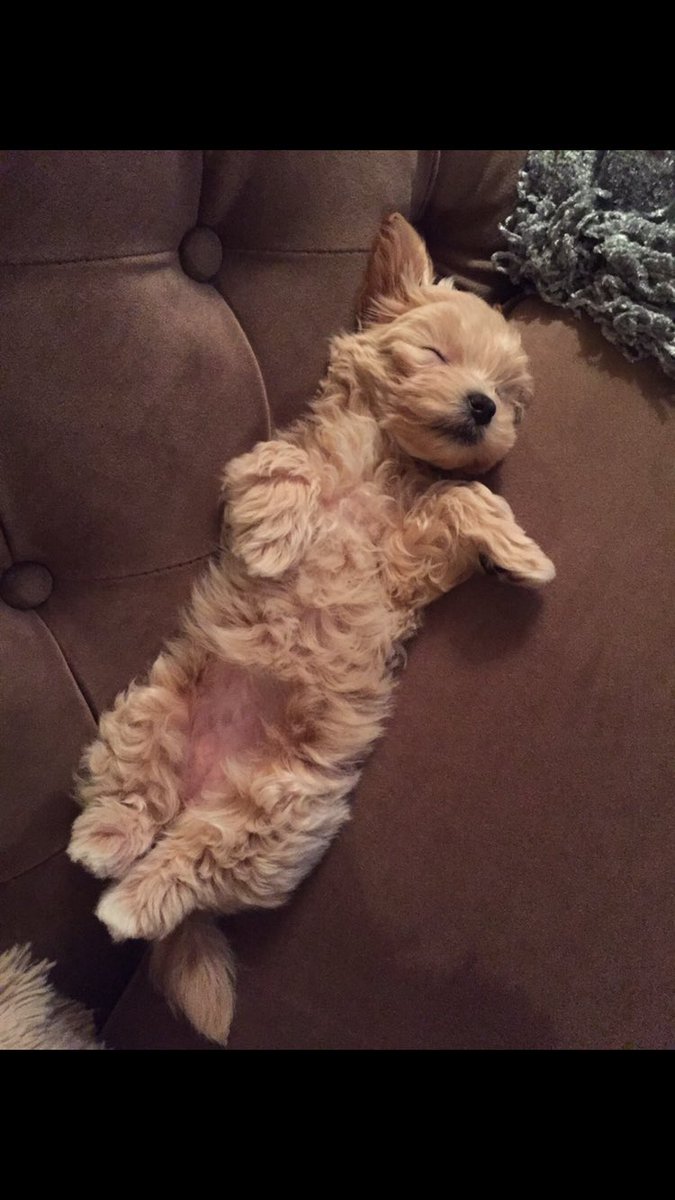 ashleybellerbee's tweet photo. My sassy lil fluff is one! #sailorbug https://t.co/0U7otp4L4T
