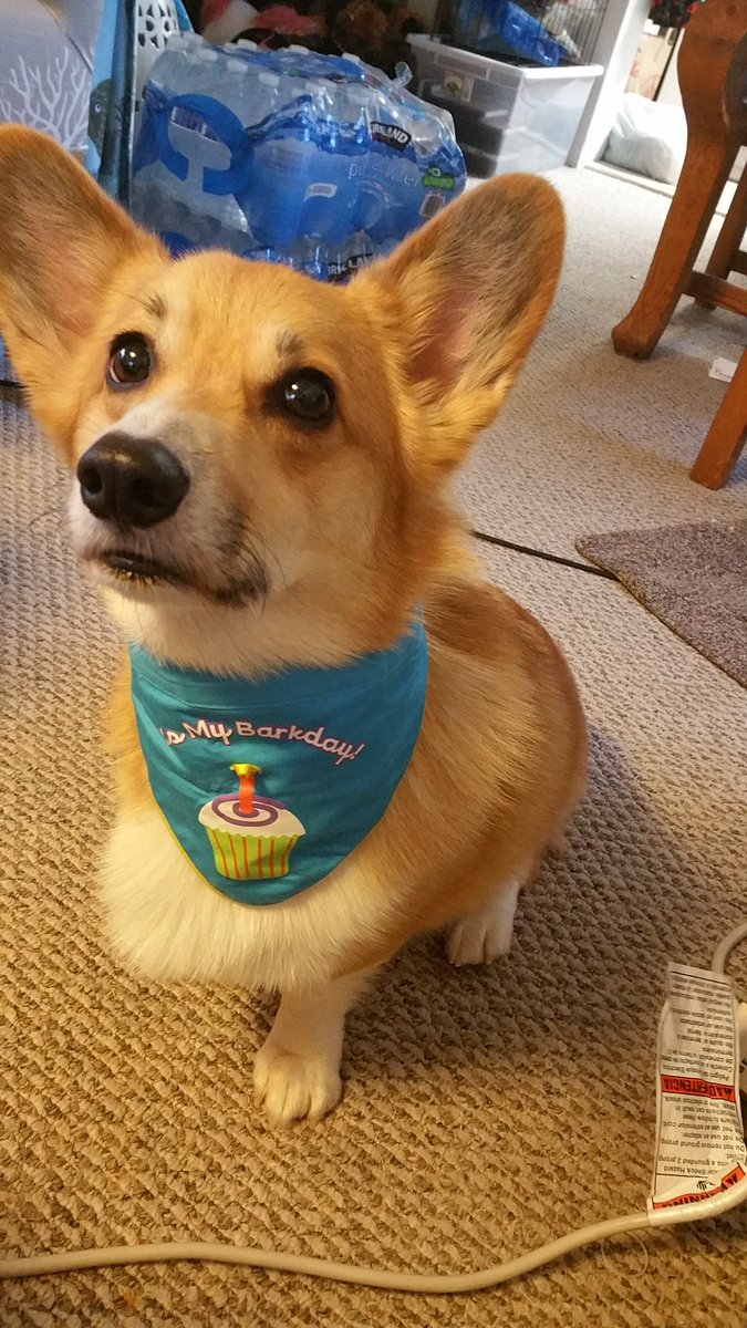 StumpersCorgi's tweet photo. Celebrating my 3rd birthday with my family, having steak &amp; pumpkin!!! https://t.co/nfMvoCLPbZ