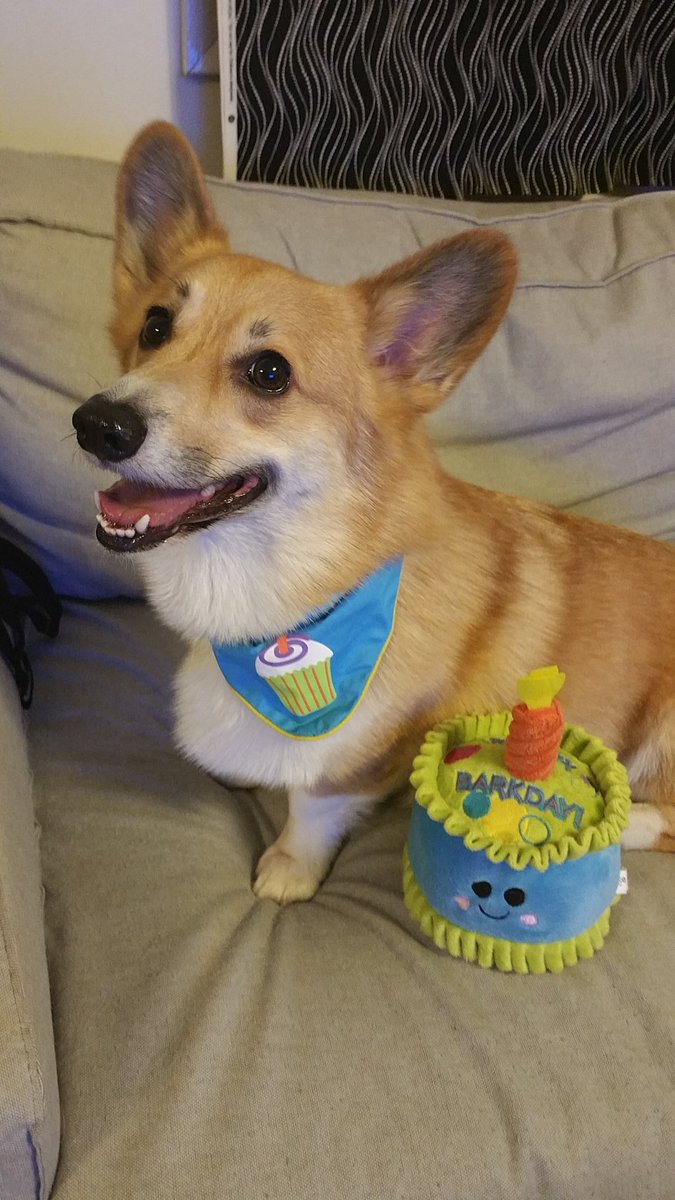 StumpersCorgi's tweet photo. Then a sweet new cake toy?!?!? Best day ever! https://t.co/leWqPaoD2g