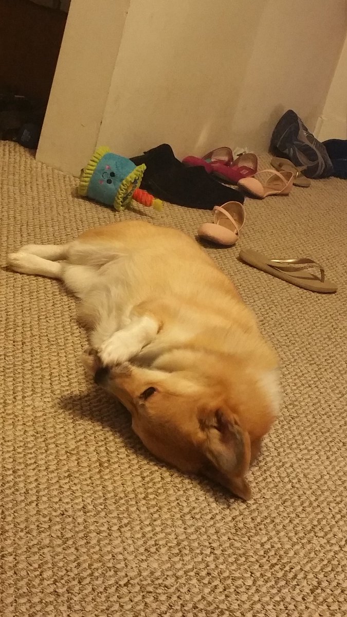 StumpersCorgi's tweet photo. And now for naps...zzzZZZzzz https://t.co/MXPFVEC0AR