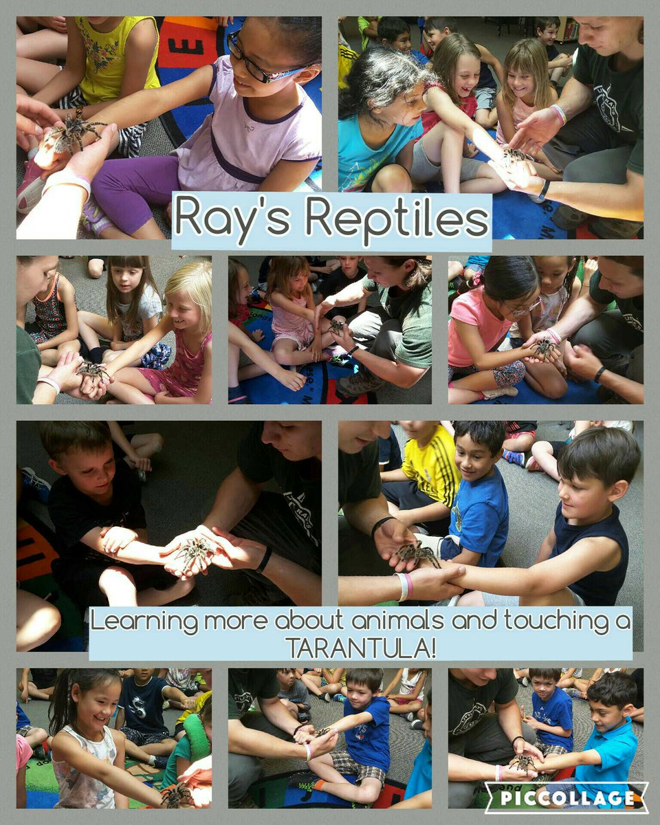 MrsMasonOCSB's tweet photo. Thanks @raysreptiles for the great visit today. It was very exciting and so many kids loved the tarantula. #anneocsb https://t.co/zW8bJpcOHi