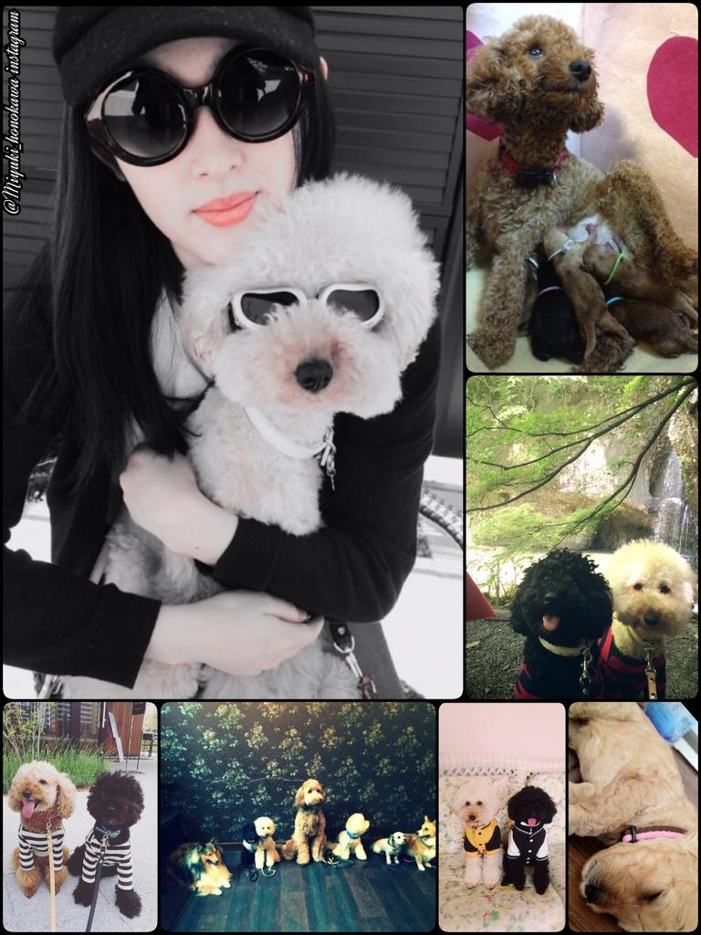 Devie29puspita's tweet photo. #未来穂香 #honokamiki #introduce #adorable #cutenames for her #dogs ( #Cocoa #bani # kakao #oreo #cookies #vanili #big https://t.co/WBeOhZN2om