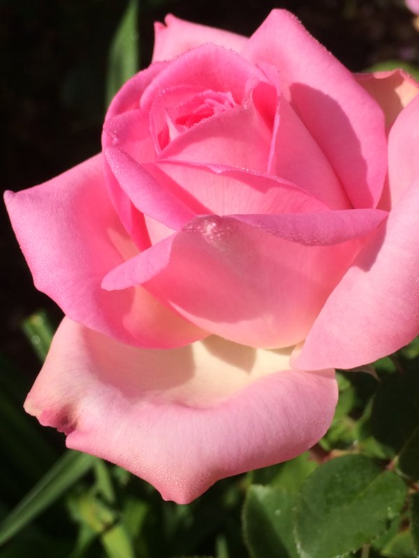 Nyomandian's tweet photo. Thank you dear friends
Sincerely https://t.co/RoJRAFW85s
