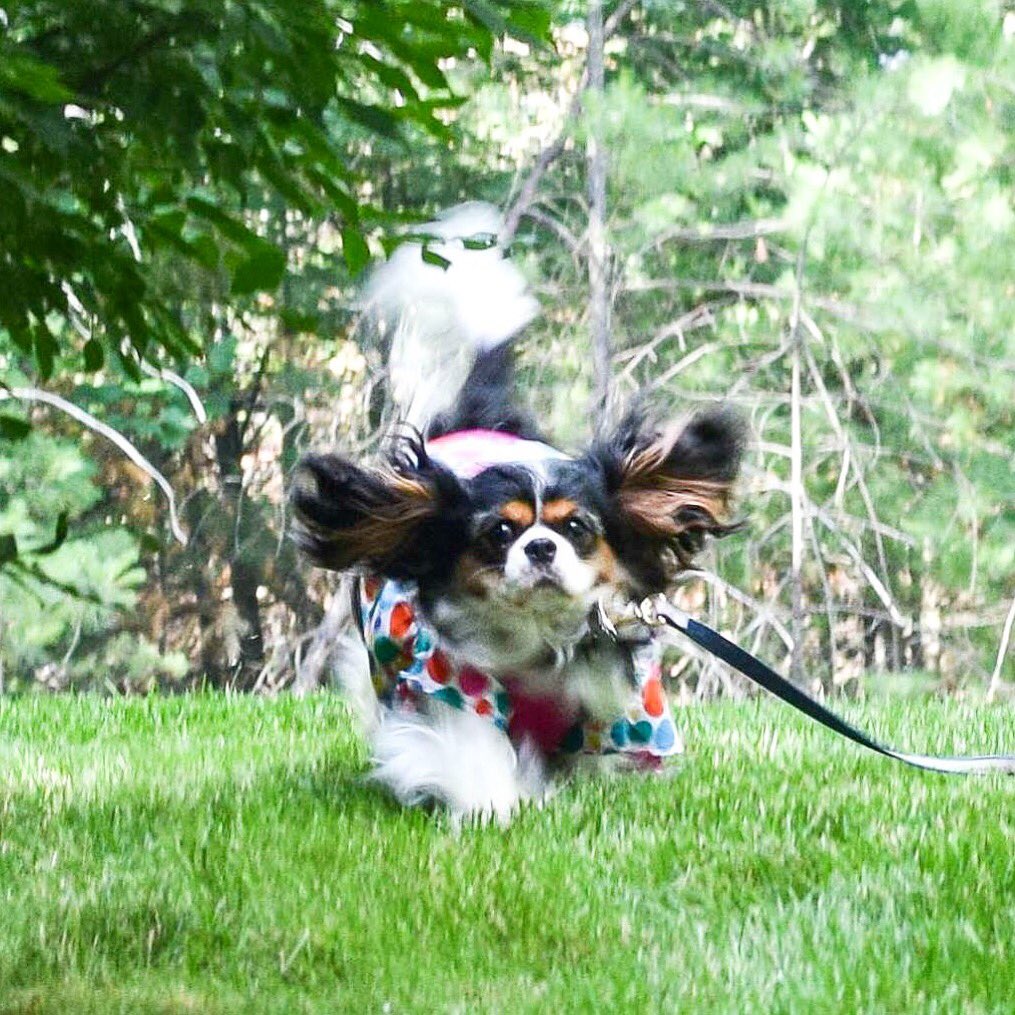 MatildaHermione's tweet photo. #cavalierears https://t.co/sBKU38An8Z