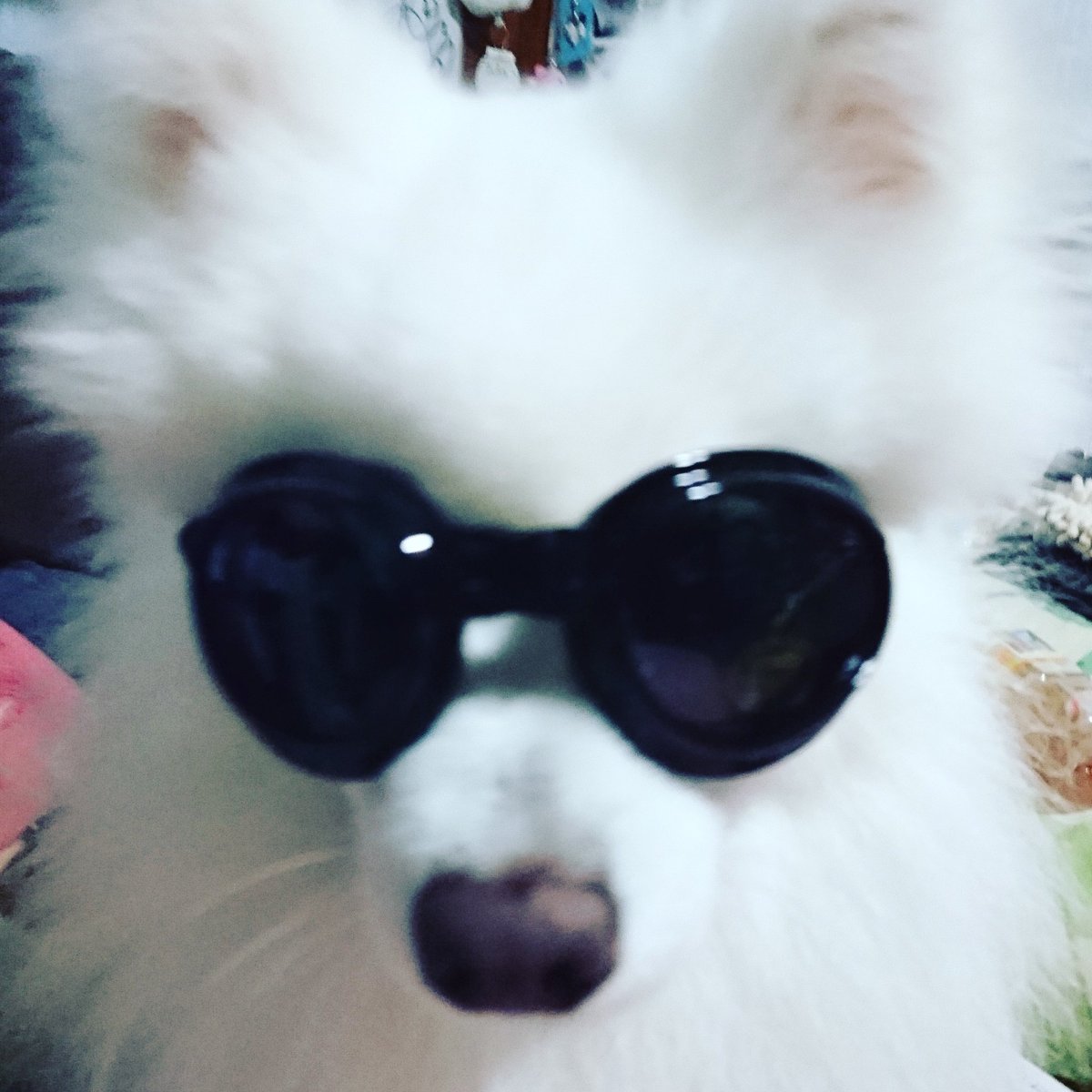 hkb3tanpopo's tweet photo. upし忘れ(笑)
先日ゴーグル型サングラス買いました~(о▼∀▼о)
#日本スピッツ #小さな日本スピッツ #スピッツ #犬 #サングラス犬 #ゴーグル犬 #JapaneseSpitz #MinimumJapaneseSpitz https://t.co/hffV7963L5