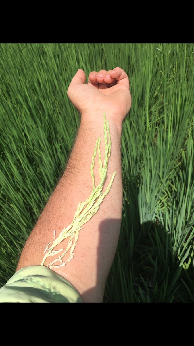 DAg_Consultants's tweet image. #rice is getting close to heading. #Arkansas #ricetech #4534