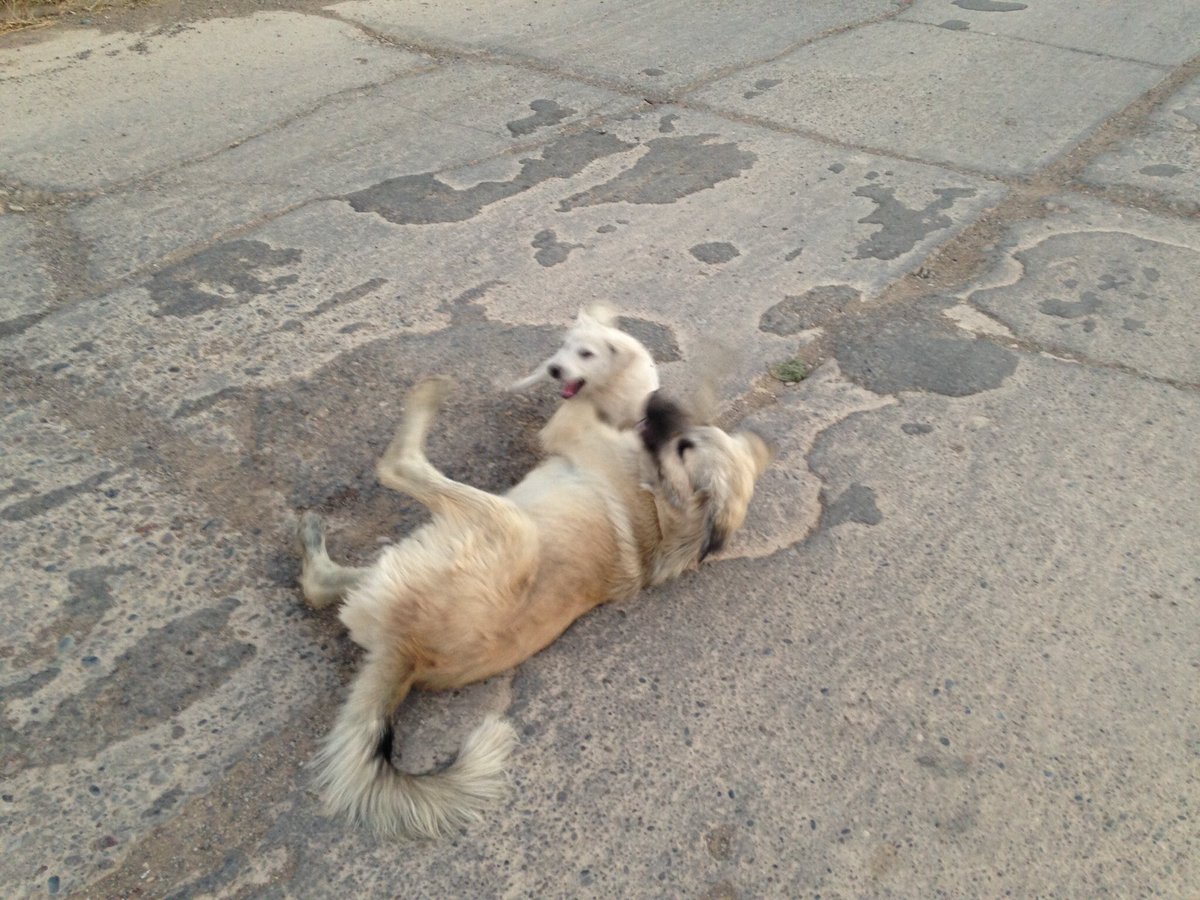 opvalhalla's tweet photo. Play fitting with mum. #puppies #Assyria #Kurdistan #Peshmerga https://t.co/9Jhj8eeA84