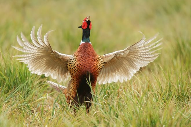 KANSAS crowing count surges 30% tinyurl.com/zmrm83v w/ <a href="/KDWPT/">探</a> &amp; @AnthonyHauckPF