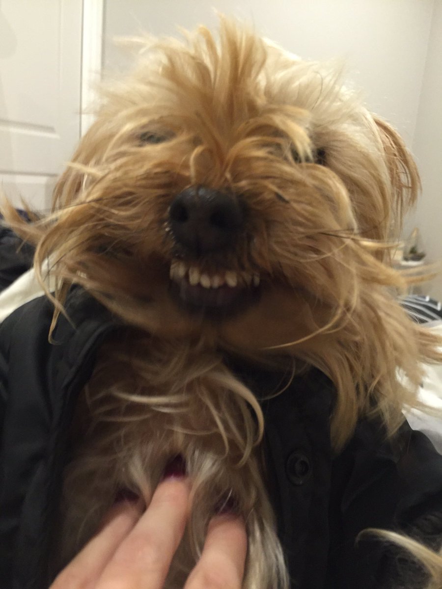 rhiannontaz's tweet image. What you get when you ask Rufus to smile #needsbraces