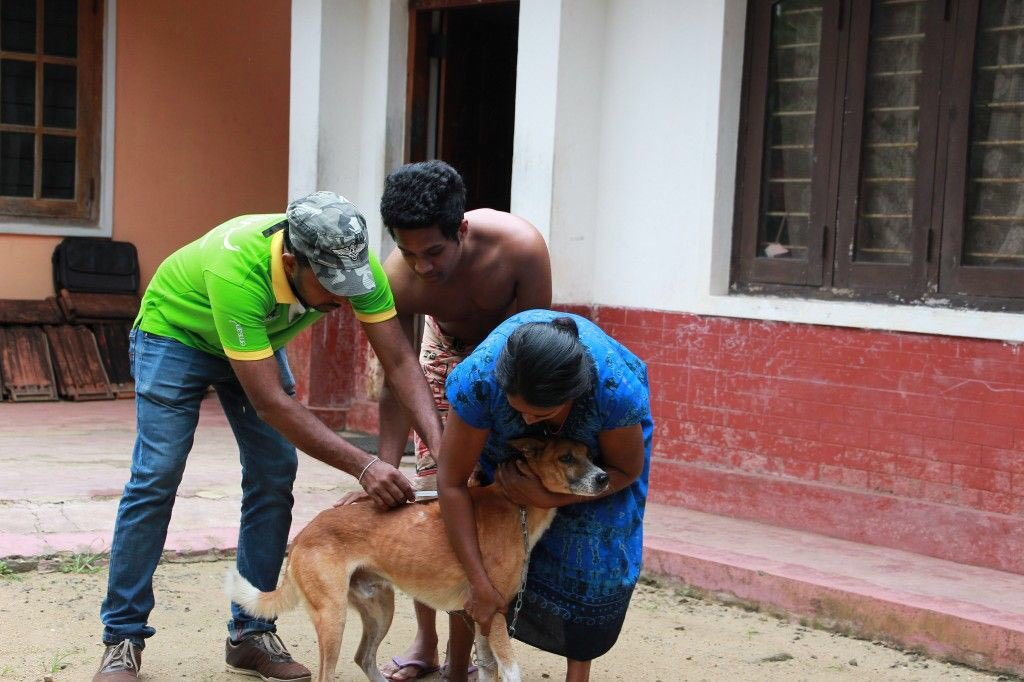 EmbarkLK's tweet photo. A few of the lovely pooches we met along the way in #Aranayake yesterday ❤️ #Clinic #LoveAStreetPooch https://t.co/NBmpB422Yk