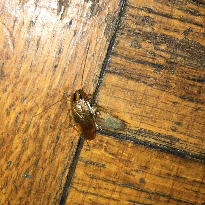 EW HELP IS THIS A ROACH https://t.co/yPQzve5WOt