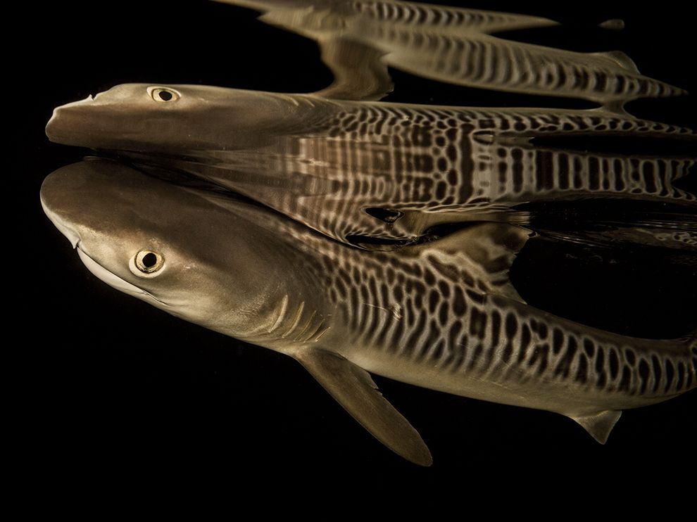 O Bula Escobar Showing Its Stripes Baby Tiger Shark Hawaii Photography Brian Via Skerry Natgeo
