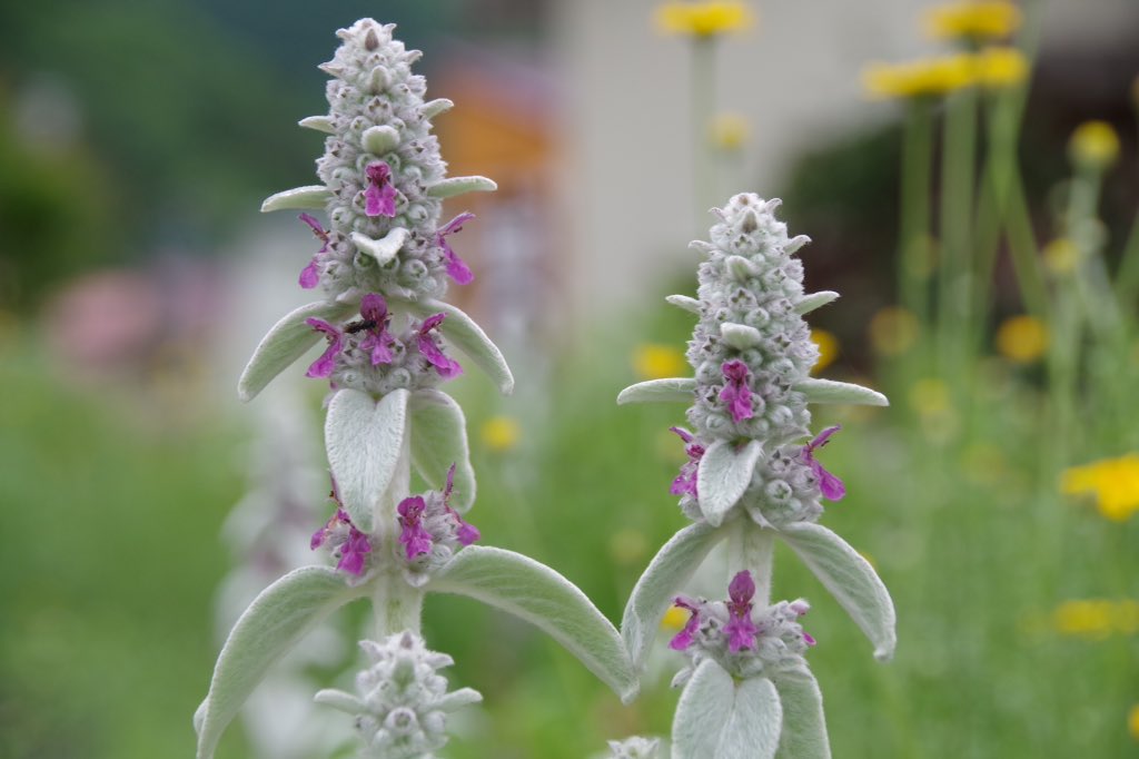 ハーブ君と薔薇ガール ラムズイヤー の 花が 咲きました