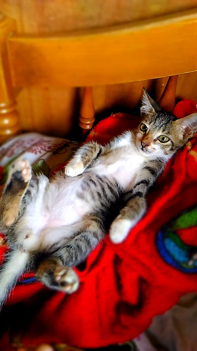ZorenDC's tweet photo. #LikeABoss #HelloKitten https://t.co/b3QTbU5MFN