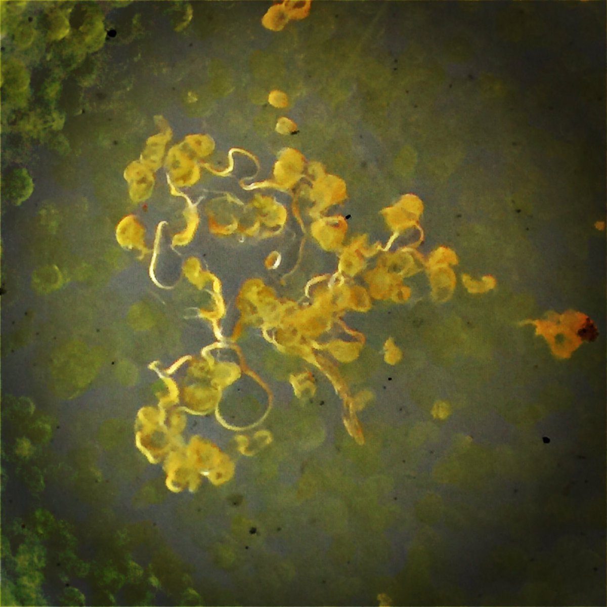 sixonefour's tweet image. Pine pollen  - microscope iPhone photo #Nurugo #microscopeart