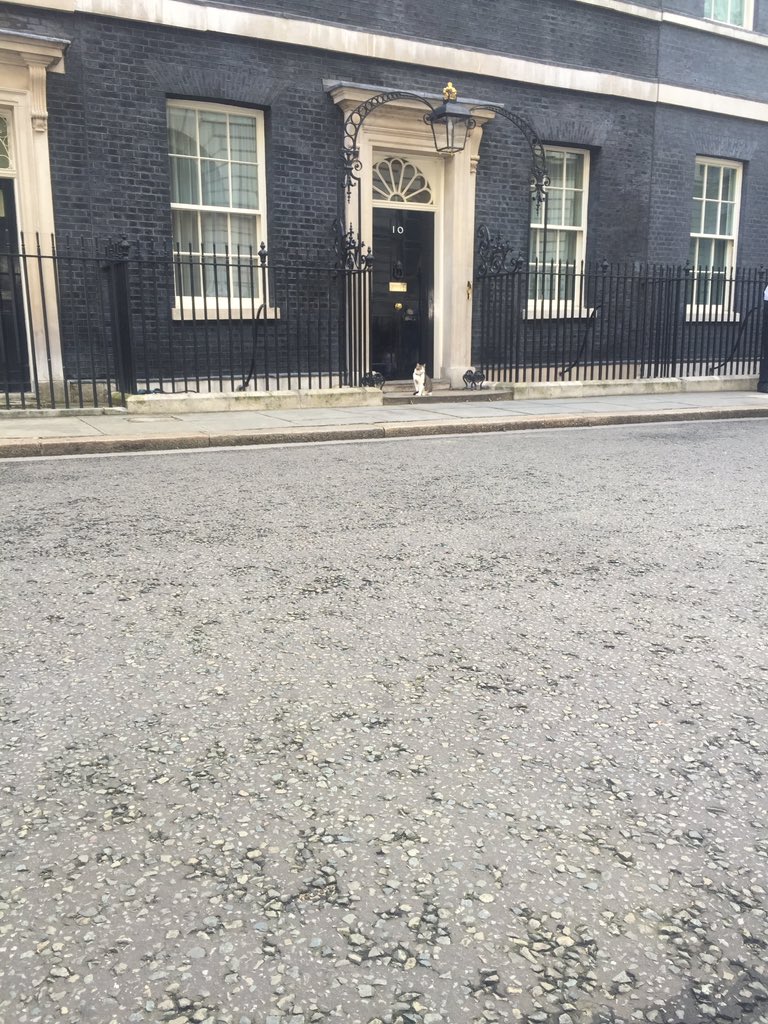 faisalislam's tweet photo. At times of profound uncertainty Larry the Cat, provides the nation and Downing St with stability https://t.co/fJ1PE64XJs