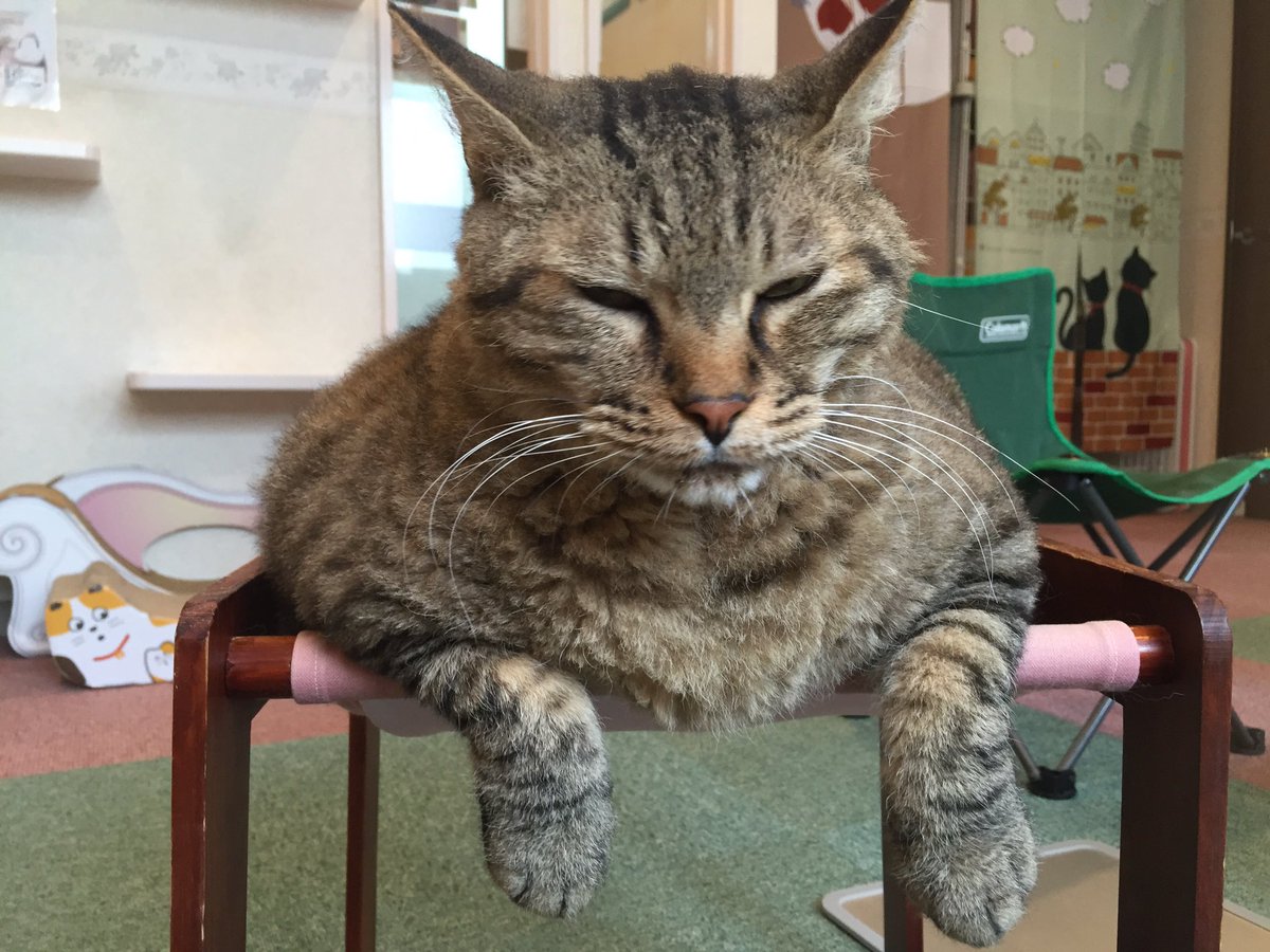 ねこみゅ 17時より生放送 超おデブ猫クリリンをはじめ 個性的で可愛い猫ちゃんがいっぱい ネコ生放送 ねこみゅ ｌｉｖｅ ニャンシー 6 24 金 T Co 5mzd50y2eq Nicoch