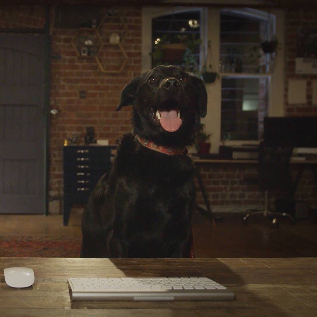 StoryShed_Aus's tweet photo. Happy #TakeYourDogToWorkDay from all of us at the shed. Here is Diesel modelling for us on a shoot this week. https://t.co/andkpOKNew