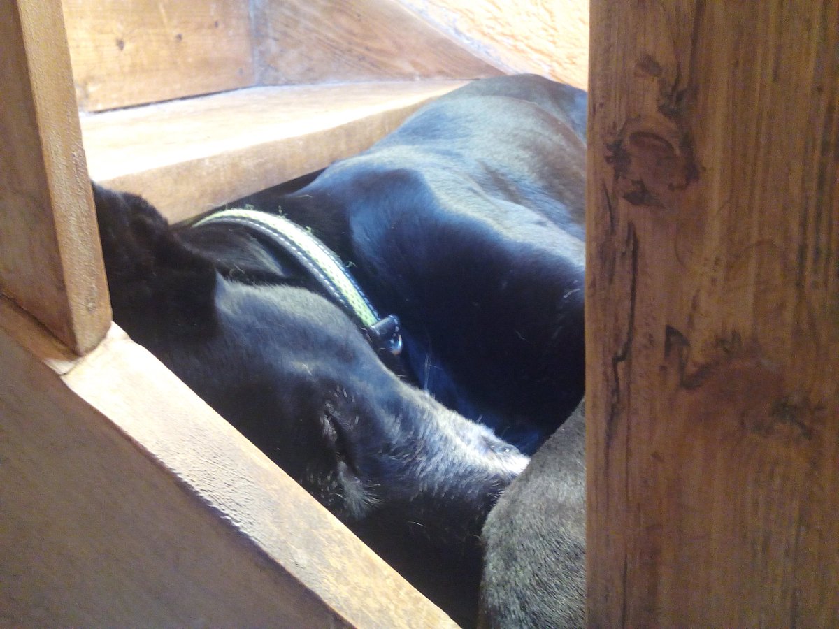 Fenris findet es zu warm, Linda liegt irgendwo an eine kühle Wand gedrückt. #TGIF