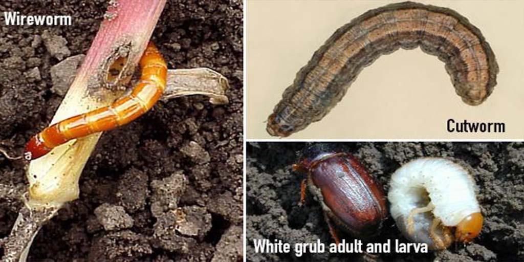 RRXtend's tweet photo. Insects that feed on corn seed can cause plant injury &amp; delay emergence. Learn about Precept https://t.co/Lhp8tIVV61 https://t.co/hzbIMutr3s