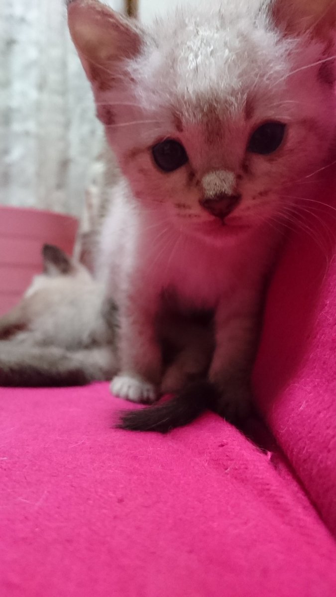 下痢をしている子猫にビオフェルミンはok 用量は きゃっともとーく