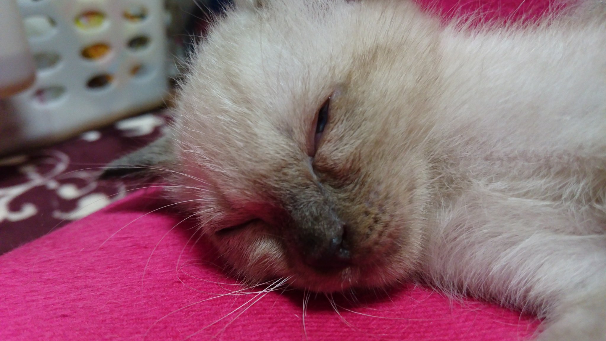 亜子 新入り子猫のくるくるちゃんが便秘中です 軟便が続いてたので獣医さんに相談したら下痢止め兼整腸剤をくださったけれど 今度は便秘に 今日からはビオフェルミンをご飯に混ぜて様子を見ます ふくちゃんは目以外は快調です T Co