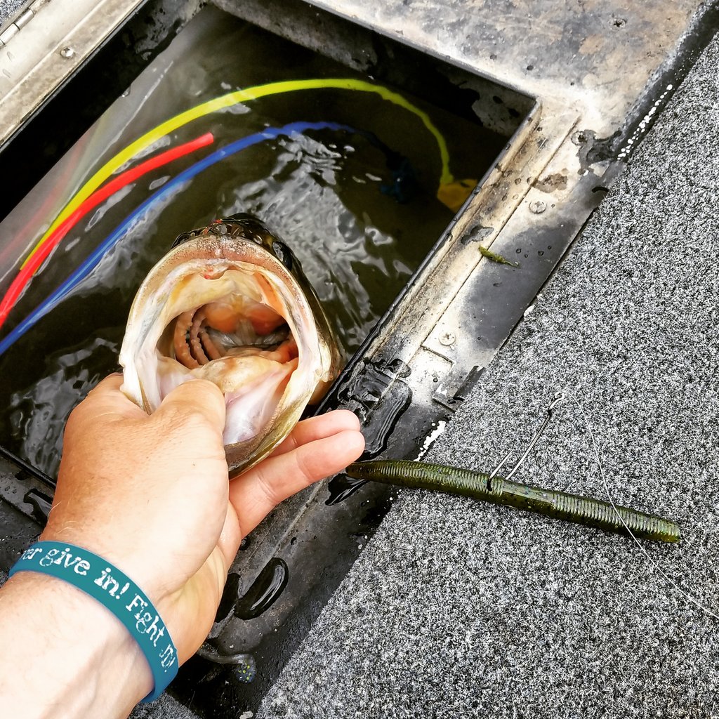 <a href="/NemesisBaits/">Nemesis Baits</a> putting them in the livewell