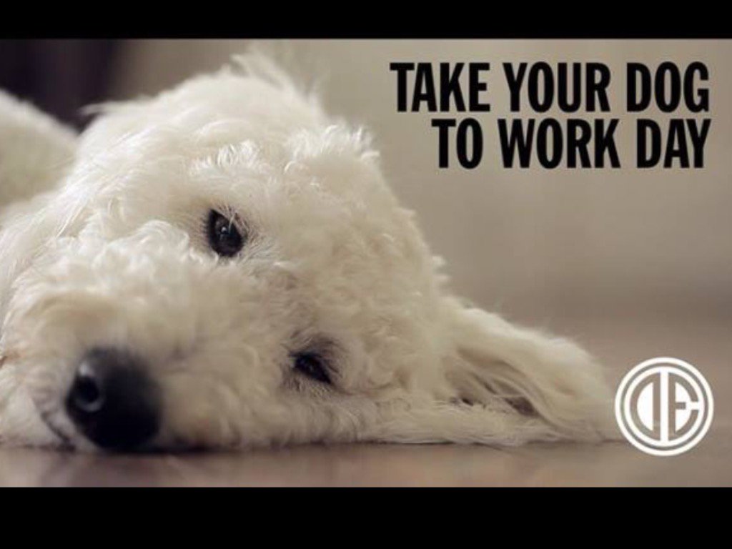 KennedyLuxHomes's tweet photo. Happy Friday. Bring your furry friend to work today. It reduces stress and increases productivity. #ellimanpets https://t.co/H6hQd9YLmG