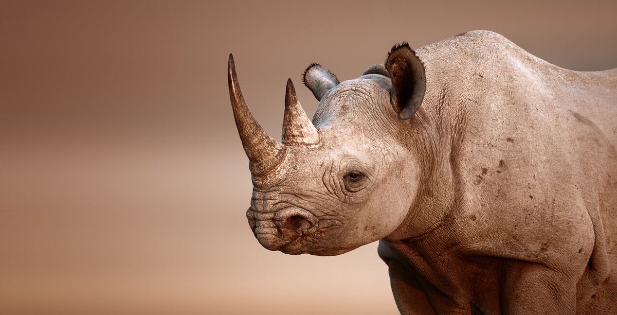 EmpowersAfrica's tweet photo. “The war on poaching is a war on greed, but what stands to be lost is priceless.” - Jamie Joseph @savetherhino https://t.co/DhDdjckqua